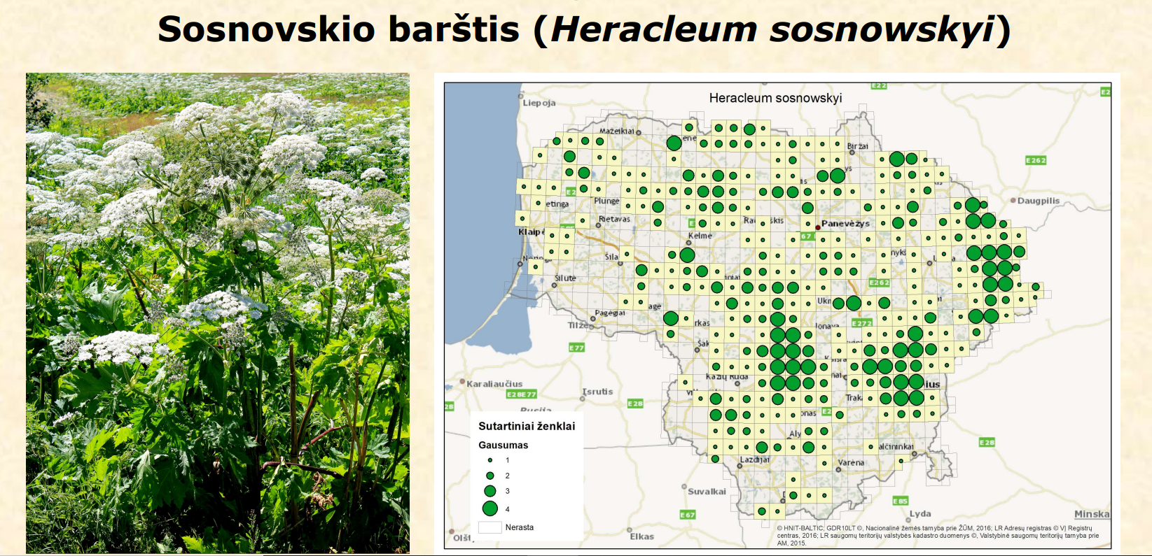 Bild of a invasive species (plant) and a map describing where it can be found.